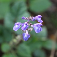 Scutellaria violacea var. violacea Heyne ex Benth.